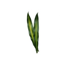 Dracaena - Masangeana Leaves